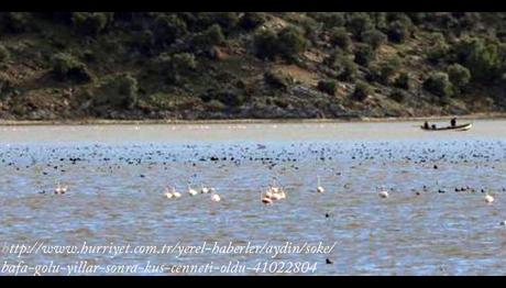 Bafa Gölü Yıllar Sonra `Kuş Cenneti` Oldu
