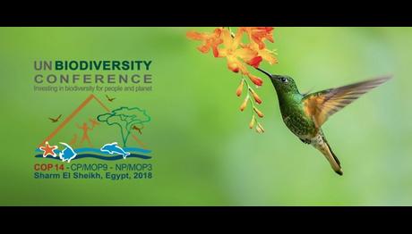 Biyolojik Çeşitlilik Konferansı'nın Hepimizi Etkileyecek Olmasının 7 Nedeni