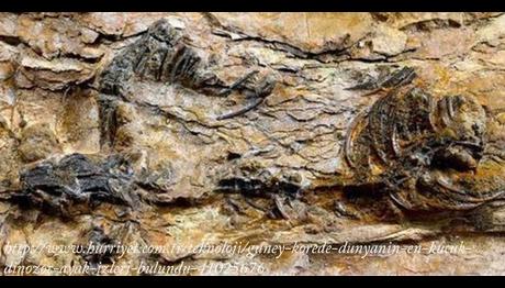 Güney Kore'de Dünyanın En Küçük Dinozor Ayak İzleri Bulundu