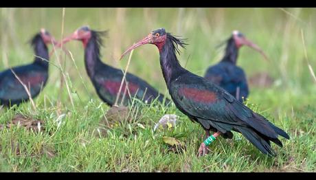 Doğa Korumada Tarihi Başarı: Kelaynakların yetmiş yıllık kaderi değişti