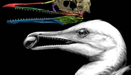 Bilim İnsanları İlk Kuş Gagasını Buldu