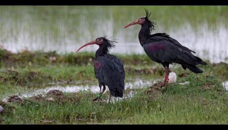 Bir başarı hikayesi mi, yoksa bir kümes hayvanı mı? 
