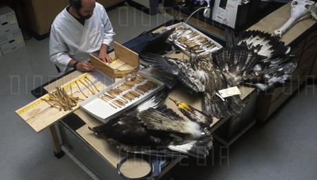 Tüy Dedektifi ile Perde Arkası 