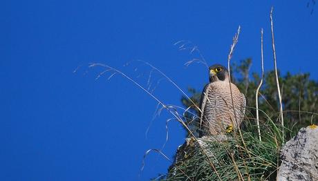 Güney Kutbu hariç her kıtada yaşayan üç yırtıcı hangisidir?  