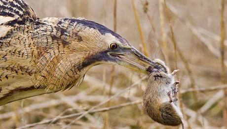 Fon kesintisi sonucu balabanlar, kocagözler ve kızkuşları risk altında 