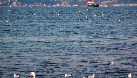 Boğaz'ın İncileri Geldi