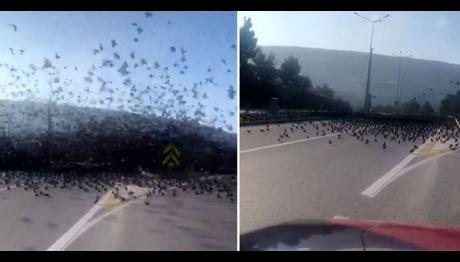 Sığırcık sürüsü otoyola indi