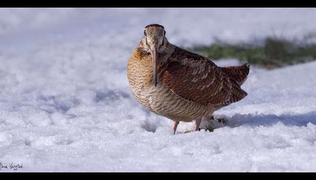 Kuzey ve Orta Amerika'da Noel Kuş Sayımı