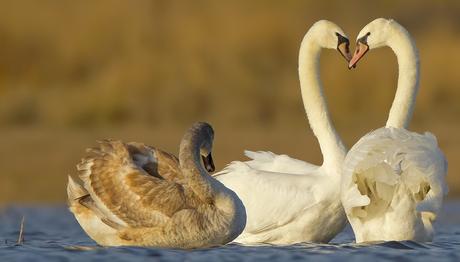 Yönetim Kongremiz / 2019