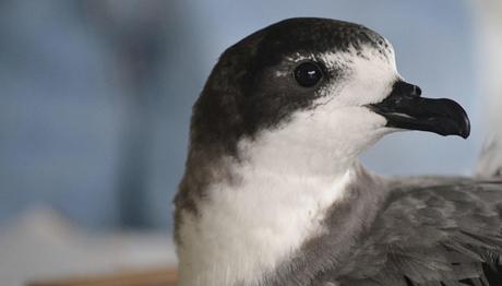 Onaylandı: Tehdit altındaki iki denizkuşu türü Havai de bulundu 