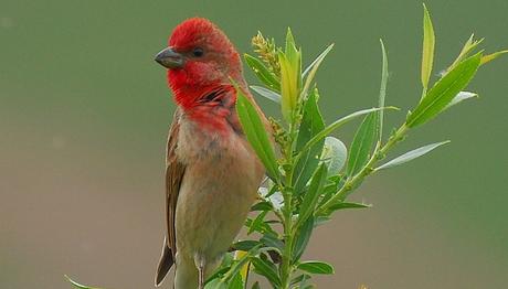 Örnek haber adı gelecek.