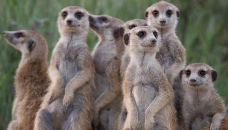 Kalahari Çölünde yaşayan mirketlerin kaderi, mevsimsel değişimin detaylarına bağlı