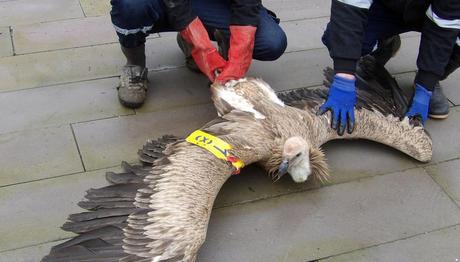 Kahramanmaraş'ta kızıl akbaba bulundu