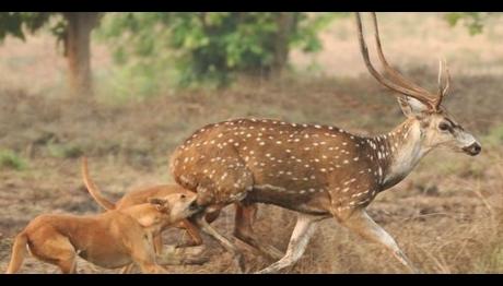 Köpek Sevgisi 200 Türü Yok Ediyor