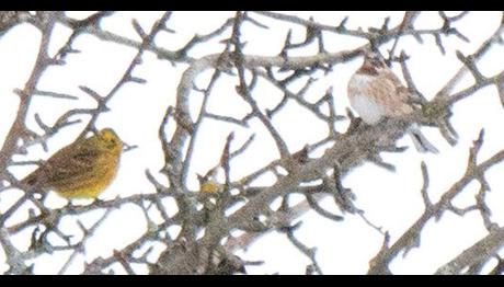 Gerede'den Nadir Tür Kaydı: Ak Başlı Çinte
