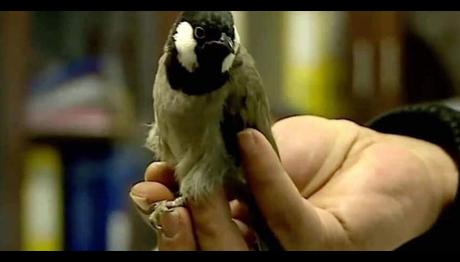 Kaçak Bülbül sınır dışı edildi