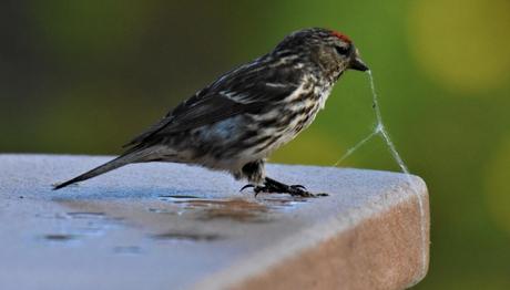 Örümcekleri öldürmeyelim