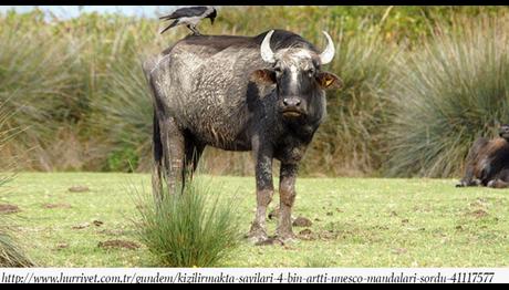 Kızılırmak'ta Sayıları Dört Bin Arttı: UNESCO Mandaları Sordu