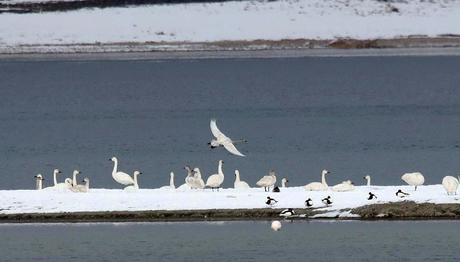 Van Gölü Havzası Su Kuşlarıyla Cıvıl Cıvıl