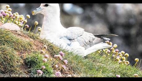 Arktika'daki Kuş Yumurtasında Bile Plastik Katkı Maddesi Çıktı