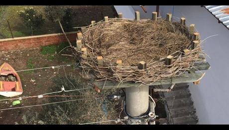 Marmaris'in Bilinen Tek Leylek Yuvası Yenilendi