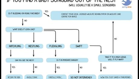 Yavru Ötücü Kuş Bulduğumuzda Ne Yaparız?   