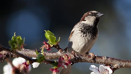 Dünya Serçe Günü 
