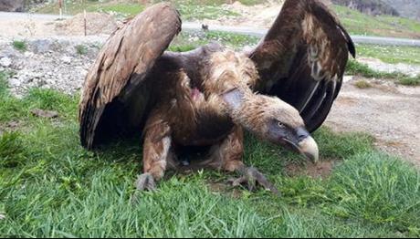 Çukurca'da yaralı halde bulunan kızıl akbaba tedaviye alındı