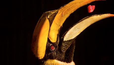 Himalaya'nın Penceresine Yolculuk