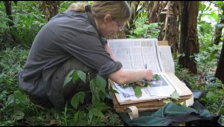 Son 250 yılda 571 bitki türü yok oldu