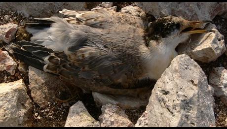 Örnek haber adı gelecek.