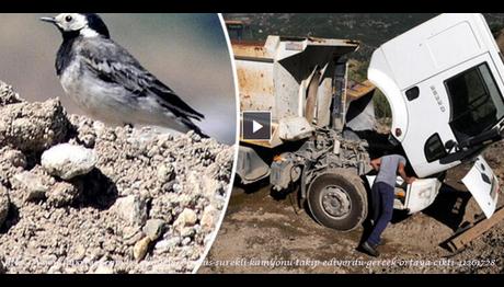 Bir Kuş Sürekli Kamyonu Takip Ediyordu: Gerçek Ortaya Çıktı