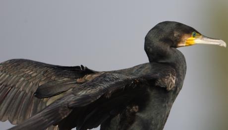 HAYDARPAŞA DALGAKIRANI