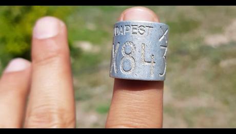 Macaristanın En Yaşlı Leyleği Eskişehir'de Elektrik Teline Takılarak Öldü