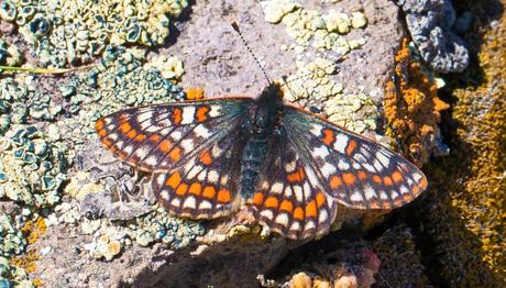 Bir Hayal Gerçek Oldu...Kuzeyli Nazuğum 