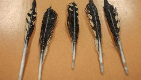 Meksika Körfezi'nde Yorgun Düşen Göçmen Kuşlar Köpekbalıklarına Yem Oluyor