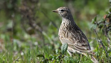 Kuzey Amerika'da 1970'den Beri Üç Milyar Kuş Yok Oldu