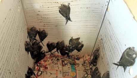 Şırıngayla Beslenerek Büyütülen Ebabil Kuşları Doğaya Salınıyor