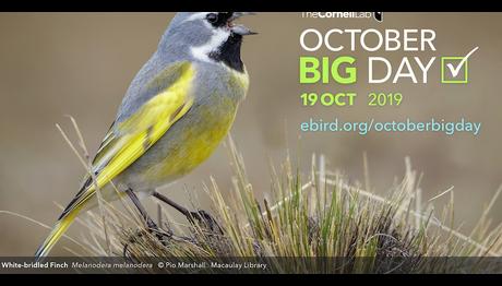 eBird `Büyük Gözlem Günü` Ekim 19