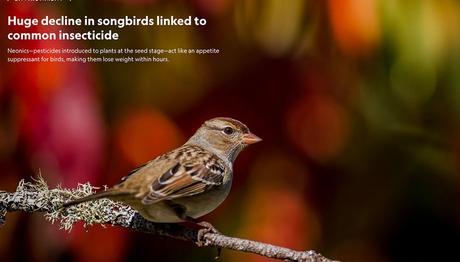 Kuş Sayılarındaki Büyük Azalma Yaygın Kullanılan Böcek Öldürücüyle İlişkili Olabilir