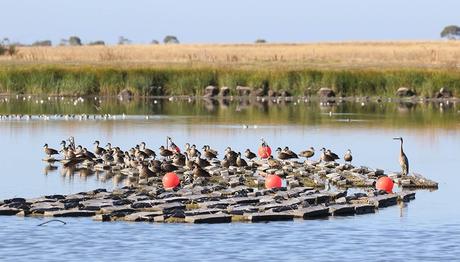 Güney Kore'nin Yüzen Yapay Tünekleri: Göçmen Kuşlar İçin Can Simidi