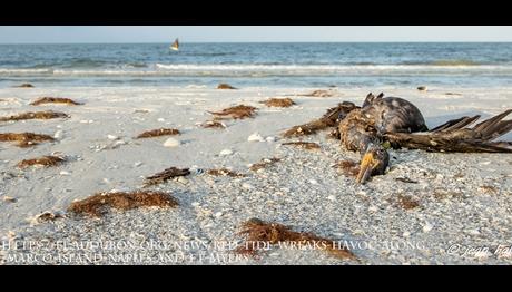 Zehirli Algler Marco Adası, Florida'da Büyük Zarar Verdi