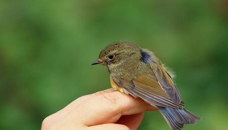 Mavikuyruklu Bülbül