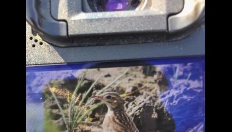 KIZILIRMAK TA MOĞOL İNCİRKUŞU