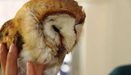 Turistlerin İhbarı ile Yaralı Baykuş Tedavi Altına Alındı