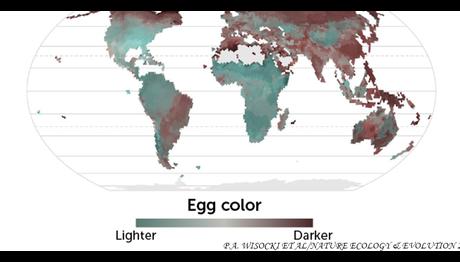 Kuş Yumurtaları Soğuk İklimde Daha Koyu Renk: Yumurtaları Sıcak Tutmaya Yarayabilir