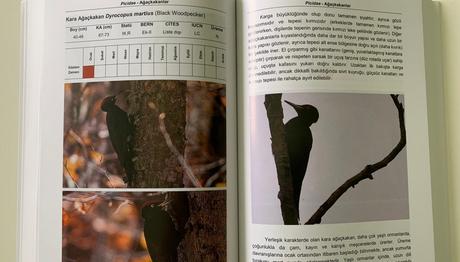 Örnek haber adı gelecek.