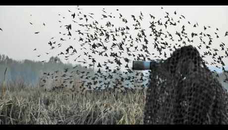 Muş Ovası'nın kuşları Halil İbrahim öğretmenin objektifinden yansıyor
