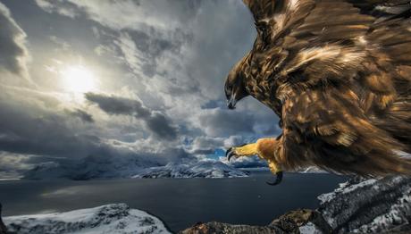 Londra Doğa Tarihi Müzesinin Yarışmasından Yılın En İyi Vahşi Yaşam Fotoğrafları