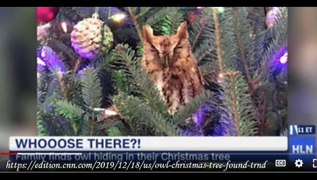 ABD'de Bir Aile Yılbaşı Ağacında Saklanmış Baykuş Buldu
